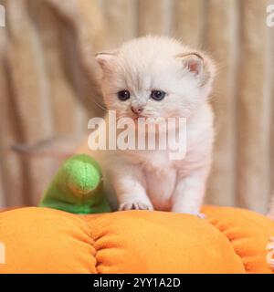 Süßes Kätzchen auf Spielzeugkürbis Stockfoto