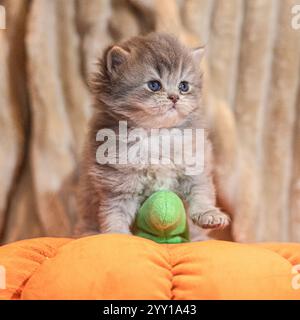 Süßes Kätzchen auf Spielzeugkürbis Stockfoto