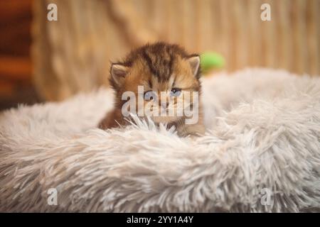 Süßes Kätzchen in einem flauschigen Bett Stockfoto