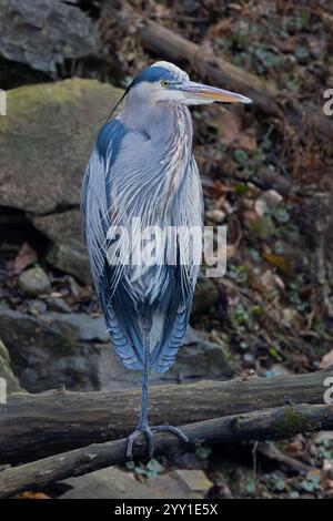 Ein einbeiniger großer Blaureiher starrt in die Kamera, während er auf einem gefallenen Ast steht. Das felsige Ufer des I&M Canal ist ein Hintergrund. Stockfoto