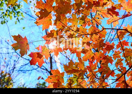 Lebendiges Herbstdach aus Ahornholz im sonnendurchfluteten Wald mit Blick auf den Himmel Stockfoto