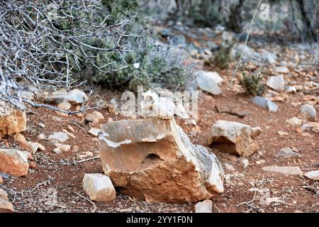 Typische Steppen mit Pflanzen und genagten, alten Tierschädeln im Spätsommer auf der Insel Kreta in Griechenland Stockfoto