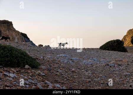 Typische Steppen mit Pflanzen und zwei einheimischen Wildziegen in der Abenddämmerung auf der Insel Kreta in Griechenland Stockfoto
