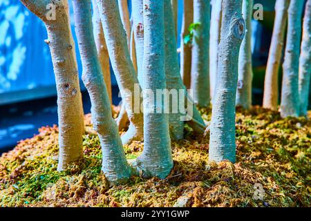 Schlanke Bonsai-Trunks in moosy Garden mit niedrigem Winkel Stockfoto