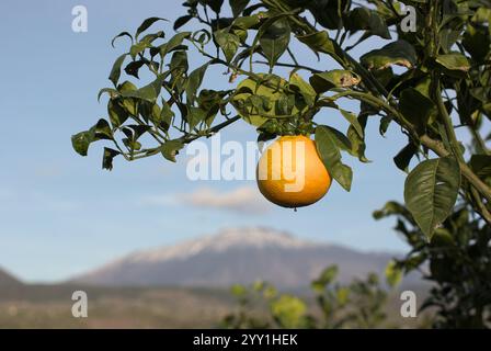Eine orangene Zitrusfrucht auf dem Baum und auf dem Hintergrund verschwommen Vulkan Ätna, Sizilien, Italien Stockfoto