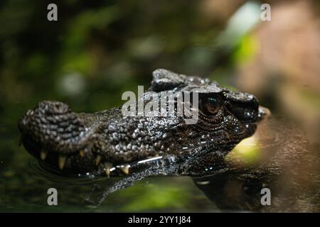 Gefährliches Krokodil, das in Deutschland seinen Kopf aus dem Wasser hält, Wildtiere einschüchtern, Predator in Aktion, Nahaufnahme von Reptilien Stockfoto