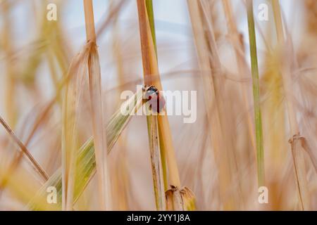 Niedlicher Marienkäfer auf Grasblatt in Deutschland, Nahaufnahme, Naturschönheit, Makrofotografie, lebendiger Insektenmoment, Sommer Im Freien Stockfoto