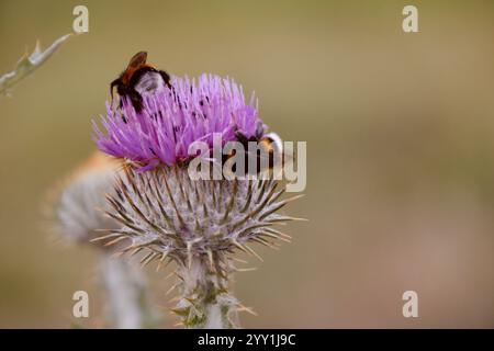 Nahaufnahme von Hummeln auf der Histelblume in Deutschland, natürliche Bestäubung, Makrofotografie, Naturschönheit, Sommer-Insektenszene Stockfoto