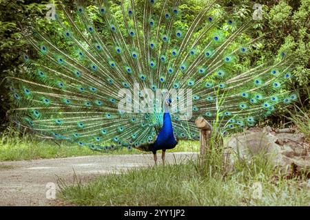 Eleganter Pfau mit lebendigen Federn in einem ruhigen deutschen Wald Stockfoto