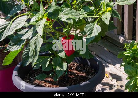 Ein leuchtend roter Paprika reift auf seiner Pflanze in einem sonnigen Gartentopf, umgeben von grünen Blättern. Stockfoto