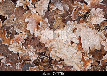 Gefallene Eichenblätter mit weißem Frost auf dem Boden, Blick von oben auf eisbedeckte Blätter und Raureif Stockfoto