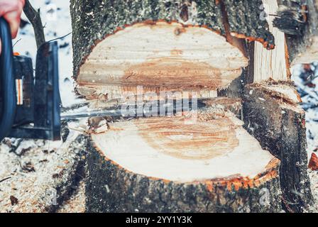 Die Motorsäge schneidet Bäume im Wald. Holz schneiden, um das Haus zu heizen Stockfoto