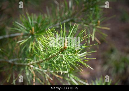 Pinus radiata, die Monterey-Kiefer oder Insignis-Kiefer in Blüte. Nahaufnahme von Knospenbestäubung Tannenzapfen an pinuszweigen. Sonniger Tag im Frühling Arboretum Park Stockfoto