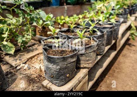 Jungpflanzen-Setzlinge in recycelten Plastiktüten in einer Gewächshausschule Stockfoto