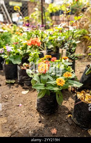 Junge Pflanze blüht in schwarzen recycelten Plastiktüten in einer Gewächshausschule Stockfoto