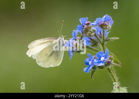Kleiner weiß- oder Kohl-weißer Schmetterling (Pieris rapae), der sich von Blumen in einem britischen Garten ernährt Stockfoto