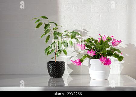 Hauspflanze Ficus benjamina und Kakteen Schlumbergera in Töpfen auf hellem Hintergrund. Kopierbereich. Weihnachtskaktus, Thanksgiving-Kaktus. Truncata zygocactu Stockfoto