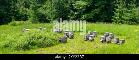 Bienenhaus im Wald. Holzstöcke für Honigbienen zwischen grünem Gras und Blumen. Stockfoto