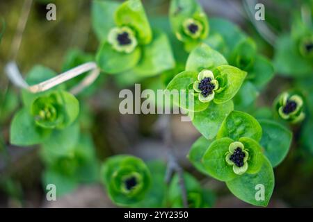 Blühende schwedische Cornel oder Bunchberry (Cornus suecica). Die zwergkornblume oder Bunchberry blüht in der Natur in Westestland. Stockfoto