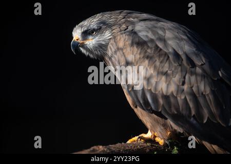 Porträt eines wunderschönen Roten Drachen (milvus milvus), der auf einem Baumzweig steht. National Bird of Wales. Stockfoto
