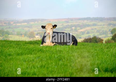 Einsame schwarz-weiße Kuh, die auf einem Feld sitzt Stockfoto