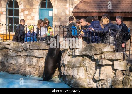 Das wunderschöne braune Pelzsiegel (Arctocephalus pusillus) animiert das Publikum im Belgrader Zoo. Stockfoto