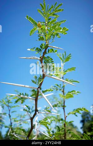 Süßer Dorn am blauen Himmel. Es ist auch seit vielen Jahren als Akazia karroo bekannt. Stockfoto