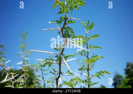 Süßer Dorn am blauen Himmel. Es ist auch seit vielen Jahren als Akazia karroo bekannt. Stockfoto