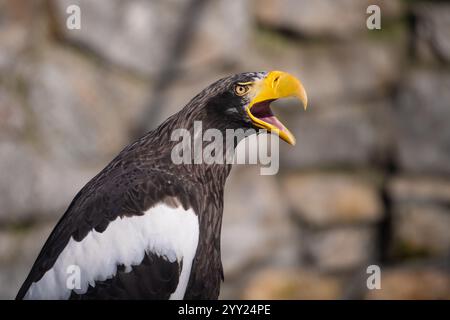 Porträt des schönen erwachsenen Seeadlers (Haliaeetus pelagicus) Stockfoto