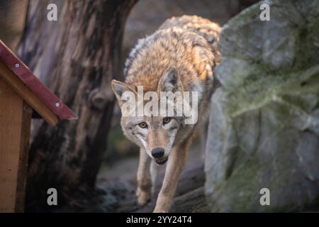 Polarwolf (Canis Lupus arctos) schläft in Holzhaus im Zoo. Diese Art von Wolf wird auch als weißer Wolf oder Polarwolf bezeichnet. Stockfoto