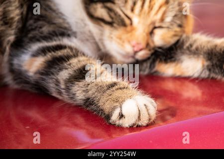 Niedliche Katze, die auf rotem Autodach schläft. Nahaufnahme der Pfote. Stockfoto