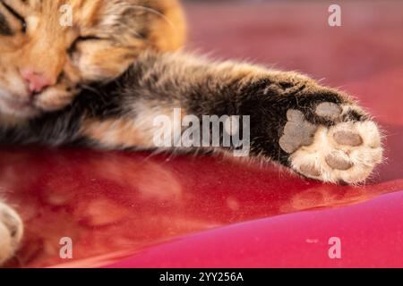 Niedliche Katze, die auf rotem Autodach schläft. Nahaufnahme der Pfote. Stockfoto