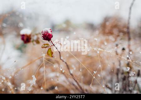 Landschaft des Wintergartens mit Schnee bedeckt. Nahaufnahme von mattierten Rosenblüten mit Ziergräsern. Leerraum Stockfoto
