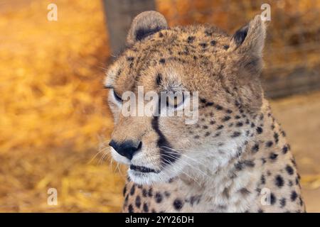 Nordafrikanischer Gepard, ein Fleischfresser, der Gazellen und Hasen isst. Heimisch im Sudan/Äthiopien. Stockfoto