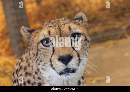 Nordafrikanischer Gepard, ein Fleischfresser, der Gazellen und Hasen isst. Heimisch im Sudan/Äthiopien. Stockfoto