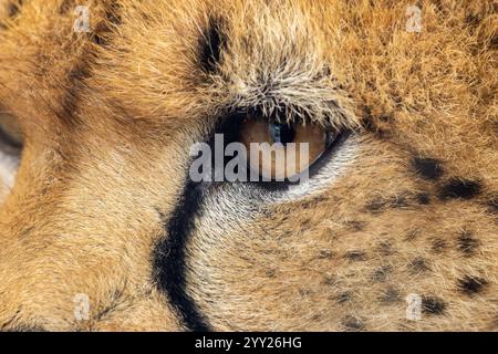 Nordafrikanischer Gepard, ein Fleischfresser, der Gazellen und Hasen isst. Heimisch im Sudan/Äthiopien. Stockfoto