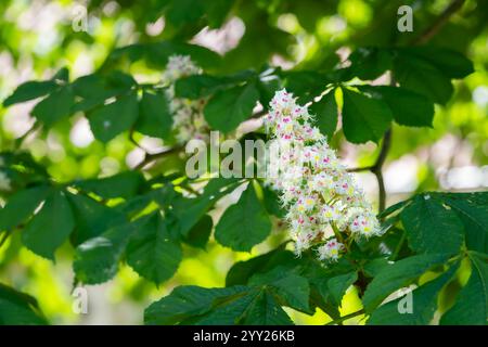 Rosskastanie Aesculus hippocastanum, Konkerbaum blühende Blumen. Blumenkerze eines Rosskastanienbaums. Stockfoto