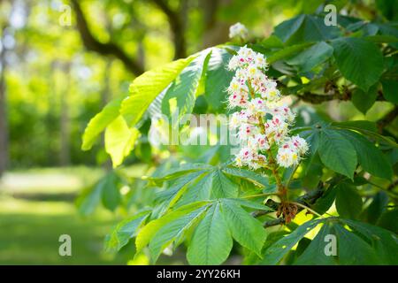 Rosskastanie Aesculus hippocastanum, Konkerbaum blühende Blumen. Blumenkerze eines Rosskastanienbaums. Stockfoto
