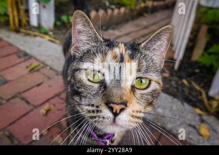 Nahaufnahme Porträt einer Tabbykatze mit grünen Augen und verschwommenem Hintergrund. Stockfoto