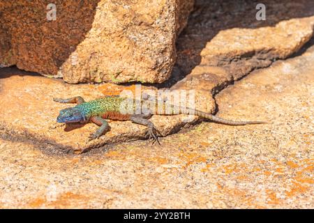 Southern Rock Agama Lizard Basking in the Rocks im Matobo National Park in Simbabwe Stockfoto