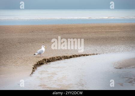 Cumber Sands an einem Herbsttag, Blick auf den Strand und den Ärmelkanal, East Sussex, England Stockfoto