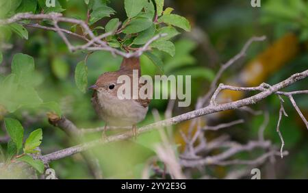 Gewöhnliche Nachtigall Luscinia megarhynchos in freier Wildbahn. Nahaufnahme. Stockfoto