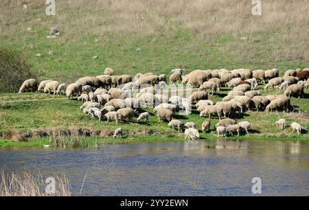 Eine Schafherde läuft auf einer Wiese. Schafzucht, Viehzucht, Landwirtschaft, Hausschafe. Schafe trinken Wasser auf dem Fluss. Stockfoto
