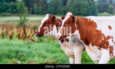 Zwei gefleckte Milchkühe mit braunem und weißem Fell stehen nebeneinander auf einem grasbewachsenen Feld. Beide haben gelbe Ohrmarken und einen verschwommenen Wald und offene Ko Stockfoto