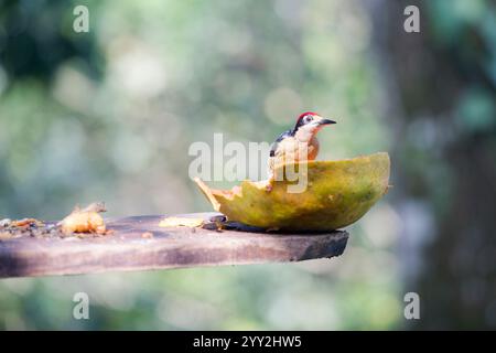 Ein kleiner Vogel isst eine Papaya Stockfoto