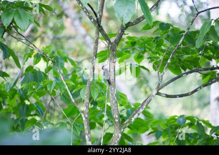 Ein Holzspecht sitzt in einem Baum. Stockfoto