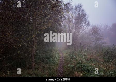 Herbst, nebeliger Morgen, Park und Pfad zwischen Bäumen. Dickes Dickicht aus Bäumen, Büschen und Gras, der Weg geht in den Nebel. Stockfoto