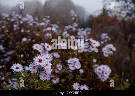 Aster amellus, der europäische Michaelmas in Tautropfen. Nebeliger kalter Herbstmorgen. Stockfoto
