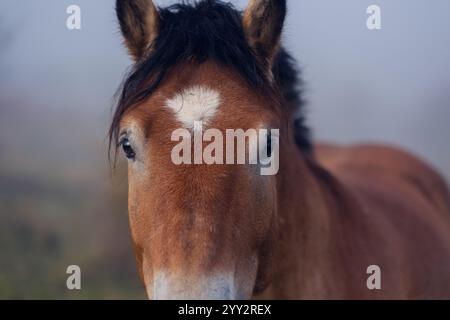 Porträt eines schönen Pferdes aus Nahaufnahme. Das Pferd grast auf der Weide an einem nebeligen Frühherbstmorgen. Der schöne Blick des Pferdes in die Linse. Stockfoto