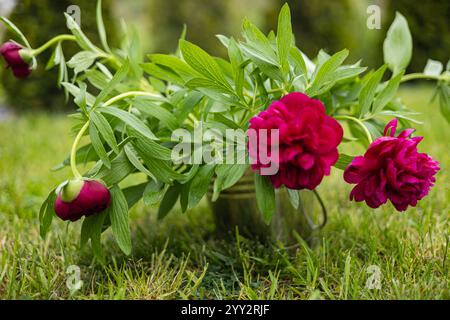 Frisch geschnittene rote Pfingstrosen mit üppig grünen Blättern in einem rustikalen Metalleimer auf leuchtendem grünem Gras in einer Gartenumgebung Stockfoto